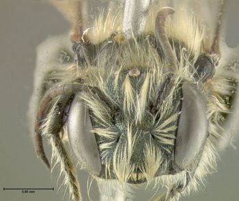 Media type: image;   Entomology 610944 Aspect: head frontal view